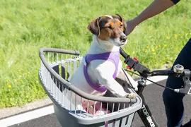 Ferplast Переноска ATLAS BIKE 20 RAPID для перевозки животных на велосипеде